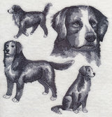 Bernese Mountain Dog Sketch