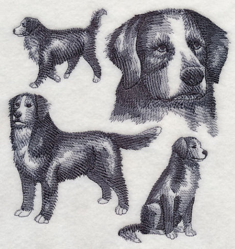 Bernese Mountain Dog Sketch