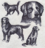 Bernese Mountain Dog Sketch