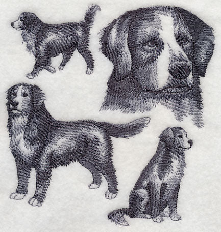 Bernese Mountain Dog Sketch