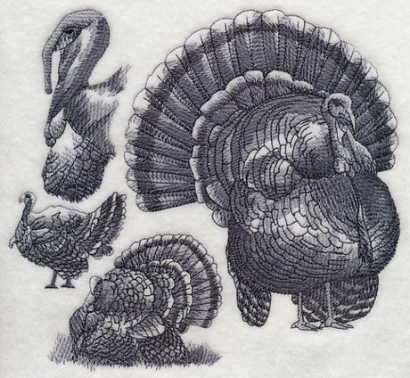 Turkey Sketch