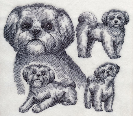Shih Tzu Sketch