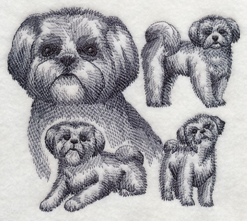 Shih Tzu Sketch
