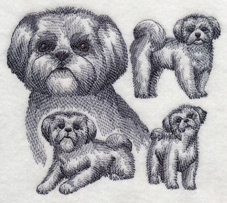 Shih Tzu Sketch