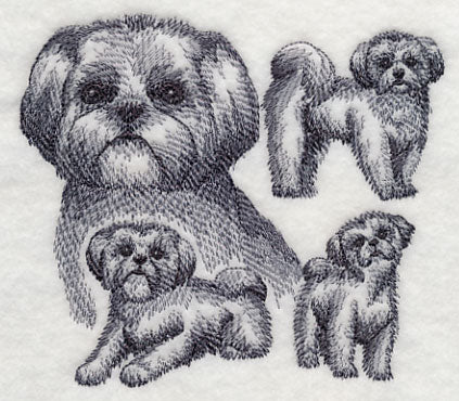 Shih Tzu Sketch