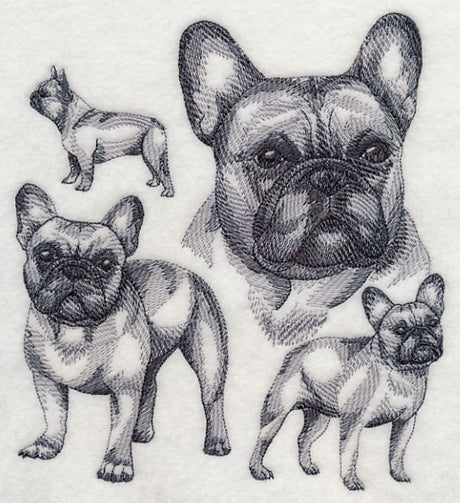 French Bulldog Sketch