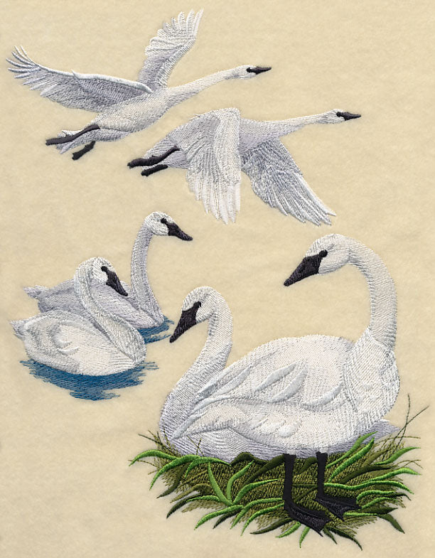 Trumpeter Swan Collage