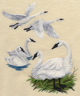 Trumpeter Swan Collage