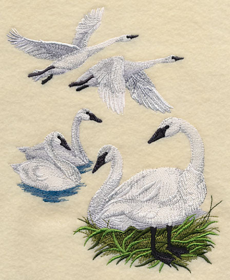 Trumpeter Swan Collage