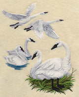 Trumpeter Swan Collage