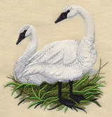 Trumpeter Swans on the Shore