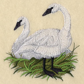 Trumpeter Swans on the Shore