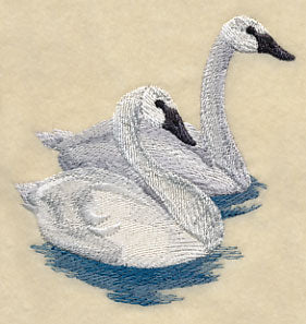 Trumpeter Swans on the Lake
