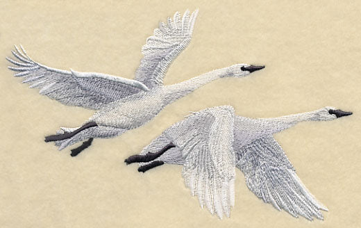 Trumpeter Swans in Flight