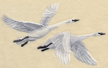 Trumpeter Swans in Flight