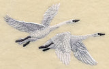 Trumpeter Swans in Flight
