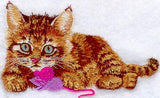 Kitten with Toy