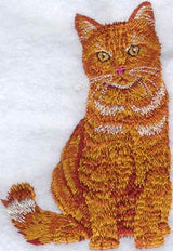 British Orange Tabby Cat