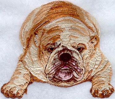 English Bulldog