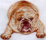 English Bulldog