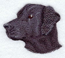 Black Labrador Retriever Head