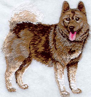 Norwegian Elkhound