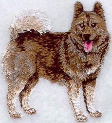 Norwegian Elkhound