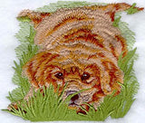 Golden Retriever Puppy