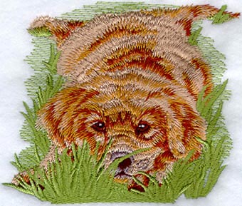 Golden Retriever Puppy