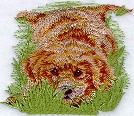 Golden Retriever Puppy