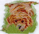 Golden Retriever Puppy