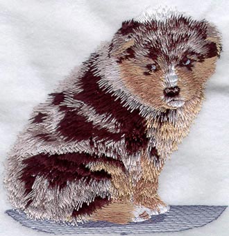 Australian Shepherd Puppy