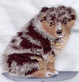 Australian Shepherd Puppy