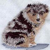 Australian Shepherd Puppy