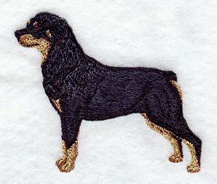 Rottweiler - Show Stance