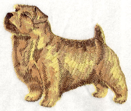 Norfolk Terrier - Show Stance