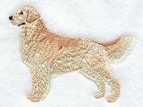 Golden Retriever - Show Stance