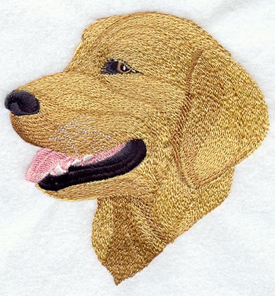 Golden Retriever Face