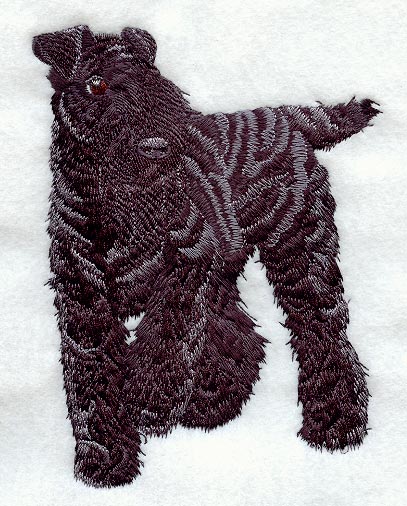 Kerry Blue Terrier