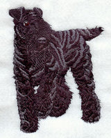 Kerry Blue Terrier