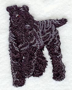 Kerry Blue Terrier