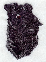 Kerry Blue Terrier Head