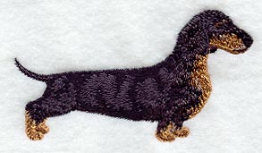 Dachshund - Smooth