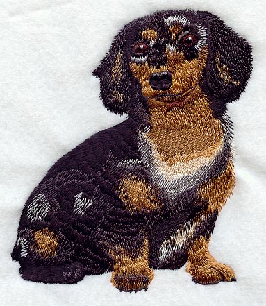 Dachshund - Longhair