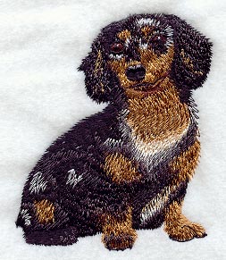 Dachshund - Longhair