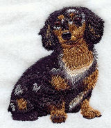 Dachshund - Longhair