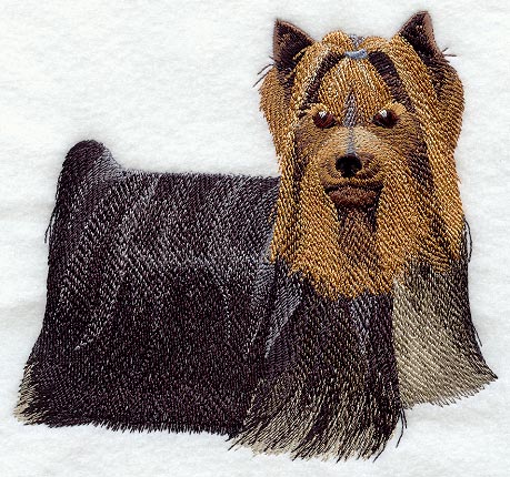 Yorkshire Terrier