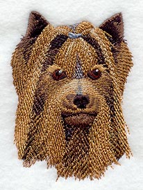 Yorkshire Terrier Head