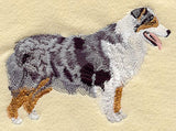 Australian Shepherd