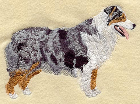 Australian Shepherd
